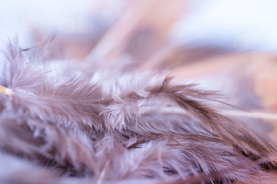 Nature chicken feather, sofe focus texture fluffy wings of hens in pastel colour