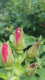 Close-up of pink flowers