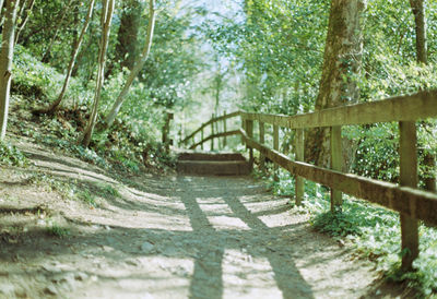 Footpath amidst trees in forest