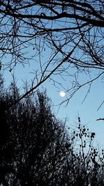 Low angle view of bare tree against sky
