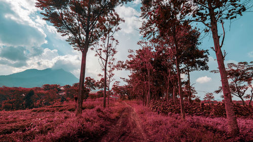 Trees on field against sky infrared