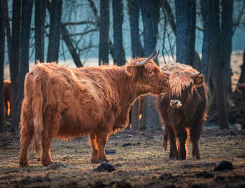 Gentle giants of spring. furry brown wild cow flock grazing in the field in northern europe