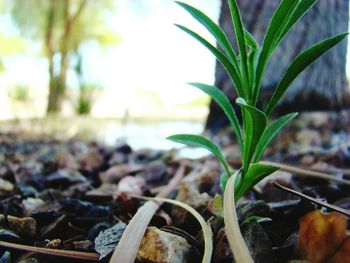 Close-up of plant growing on field