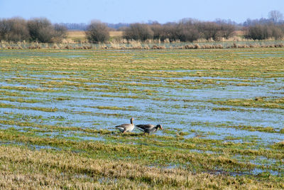 wetland