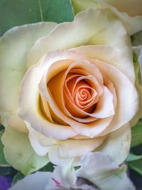 Close-up of rose bouquet