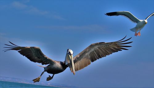 Low angle view of seagull flying against clear sky