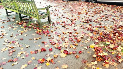 Fallen leaves on ground