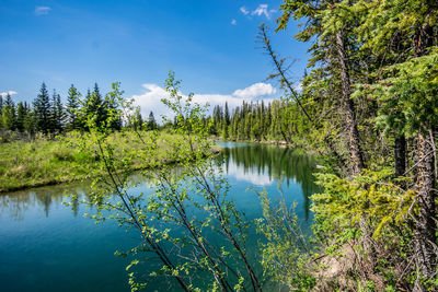 Scenic view of lake in forest against sky