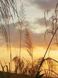 Close-up of silhouette plants against sunset sky