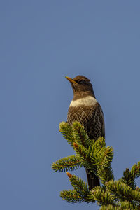 Low angle view of bird perching on branch against clear sky