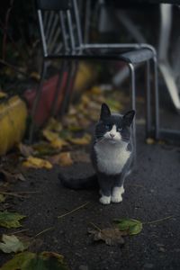 Portrait of cat sitting outdoors