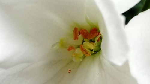 Close-up of white flower