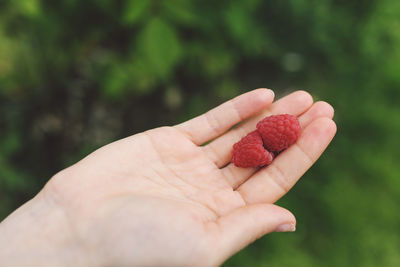 Close-up of cropped hand holding two raspberries