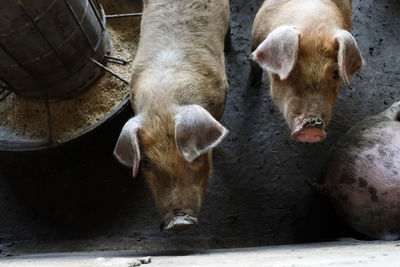 High angle view of piglets in the barn