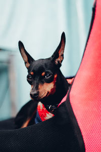 Portrait of black dog relaxing at home