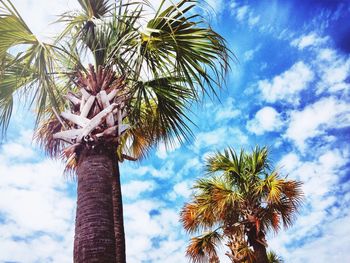 Low angle view of palm trees growing against sky