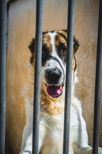 Close-up portrait of a dog