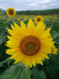 Close-up of fresh sunflowers blooming in field against sky