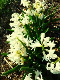 Close-up of white flowers