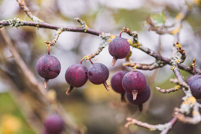 Close-up of berries growing on tree