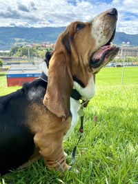 Dog looking away on field