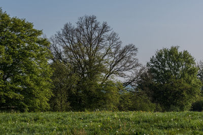 Trees on field against clear sky