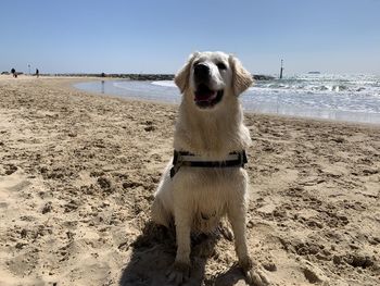 Dog on beach