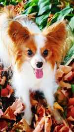 Close-up portrait of dog sticking out tongue