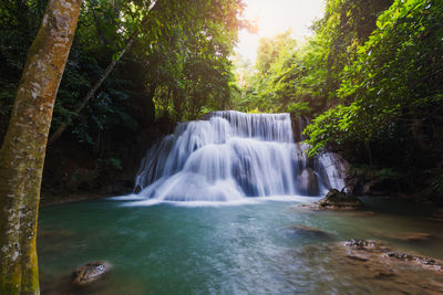 Scenic view of waterfall in forest