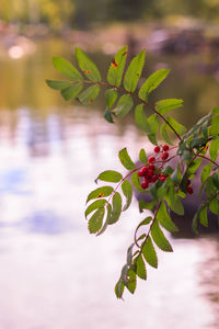 Close-up of leaves on branch