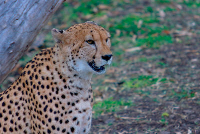 Close-up of giraffe