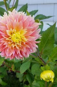 Close-up of pink flower blooming outdoors