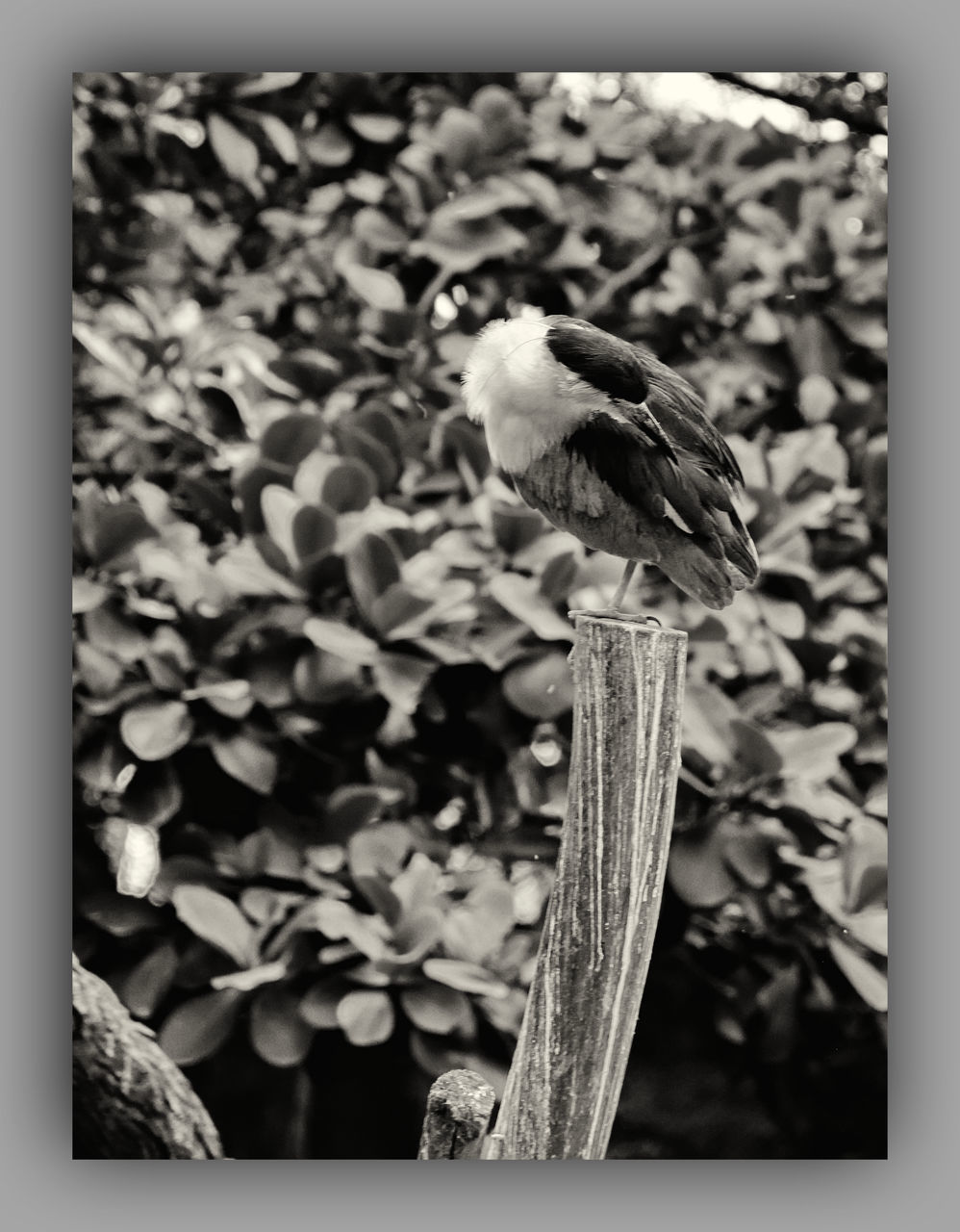 black and white, animal themes, animal, monochrome photography, animal wildlife, transfer print, bird, wildlife, plant, auto post production filter, no people, one animal, nature, monochrome, perching, beauty in nature, close-up, flower, art, outdoors, black