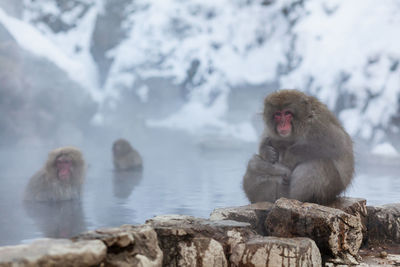Japanese snow monkey mother hugging her baby