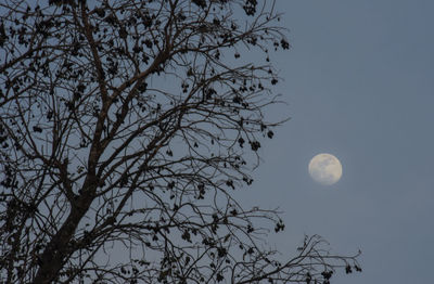 Low angle view of bare tree against sky at night