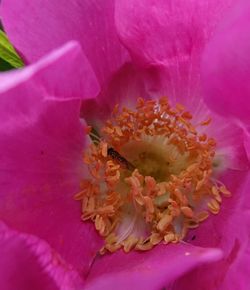 Close-up of pink flower