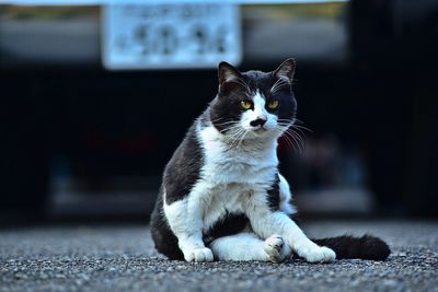 Portrait of cat on footpath