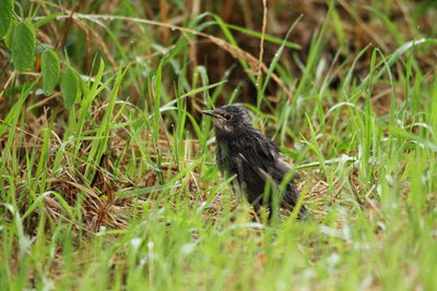 Bird perching on a field