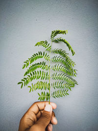 Hand holding plant against wall
