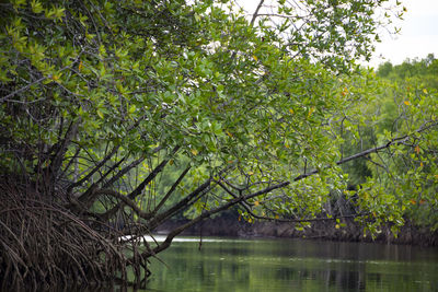 Trees by lake in forest