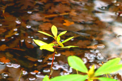 Close-up of leaves in pond