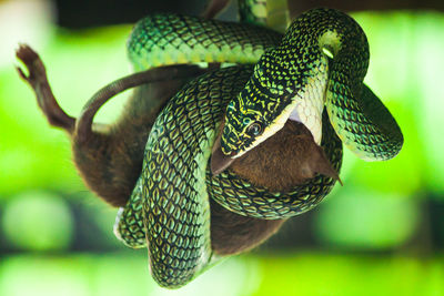 Close-up of snake