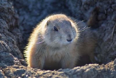 Prairie dog genus cynomys ludovicianus broomfield colorado denver boulder. united states.