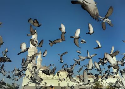 Low angle view of seagulls flying against clear blue sky