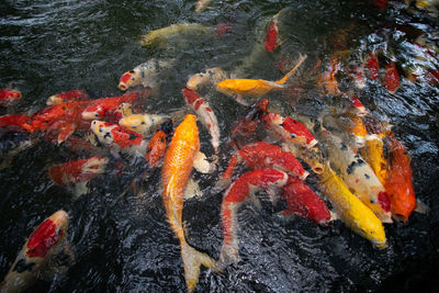 High angle view of koi carps swimming in pond