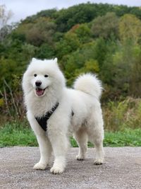 Portrait of white dog on landscape