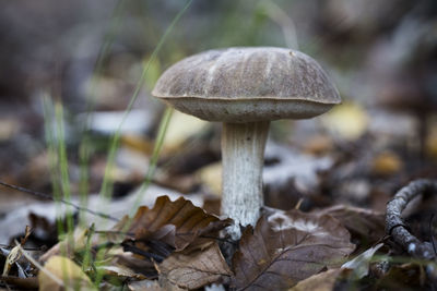 Close-up of mushroom growing on field