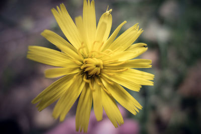 Close-up of yellow flower