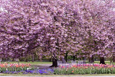 Pink cherry blossoms blooming on tree