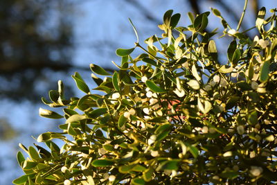 Low angle view of mistletoe in the background blurred light in sunlight 